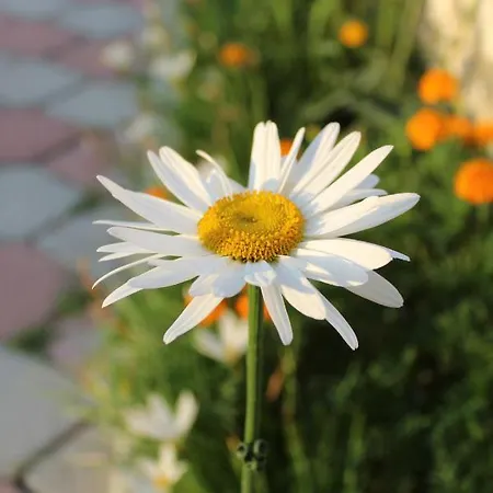 Aljor فندق